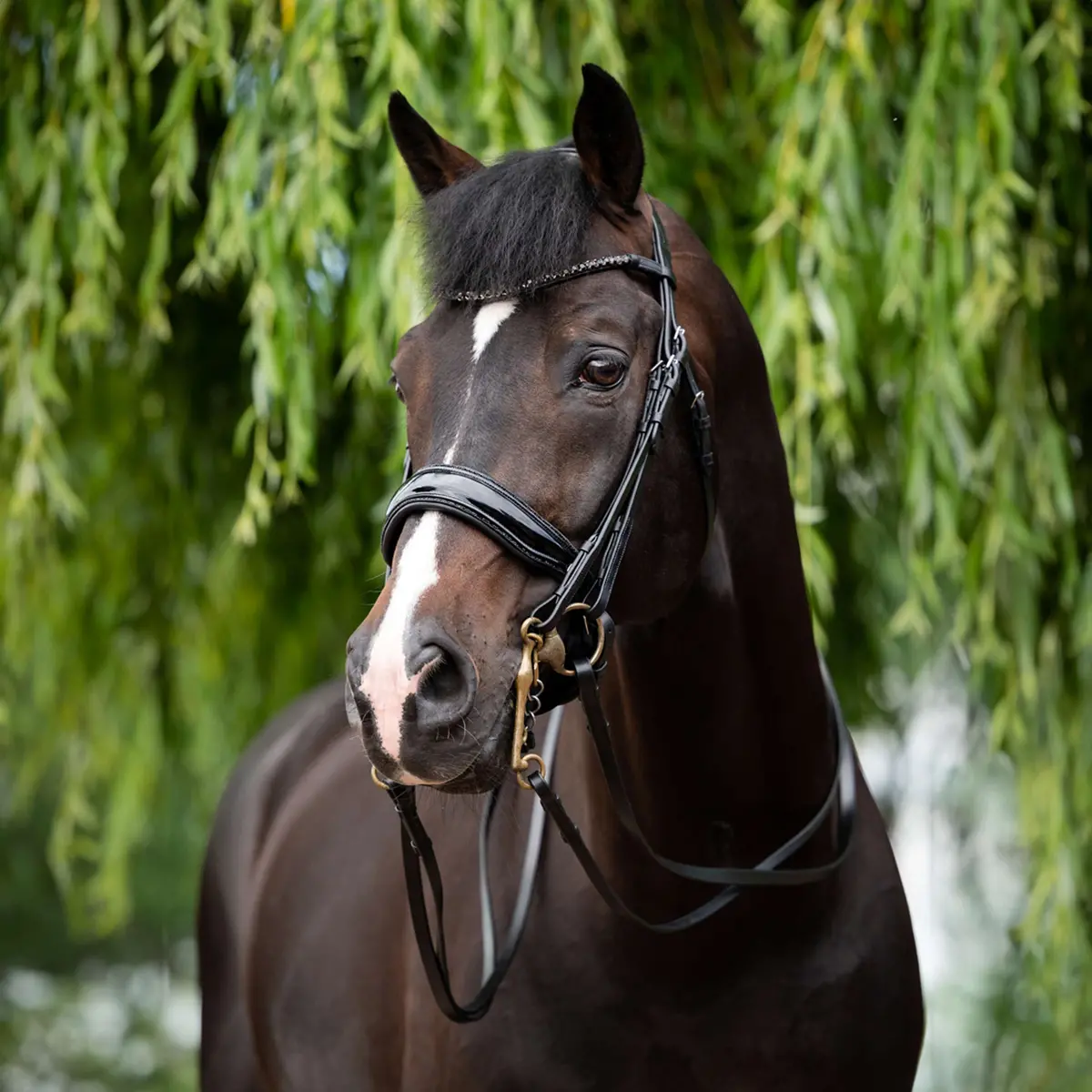 Hb Stang En Trenshoofdstel Special For You Zwart 1