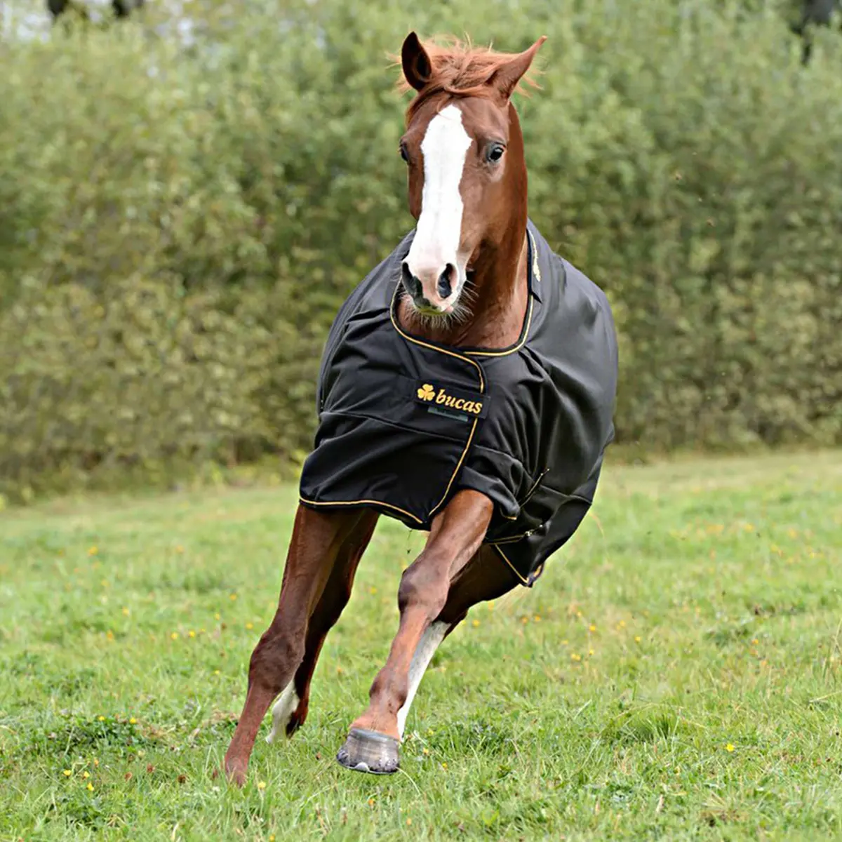 Bucas Irish Turnout Light 0G Black/Gold 1