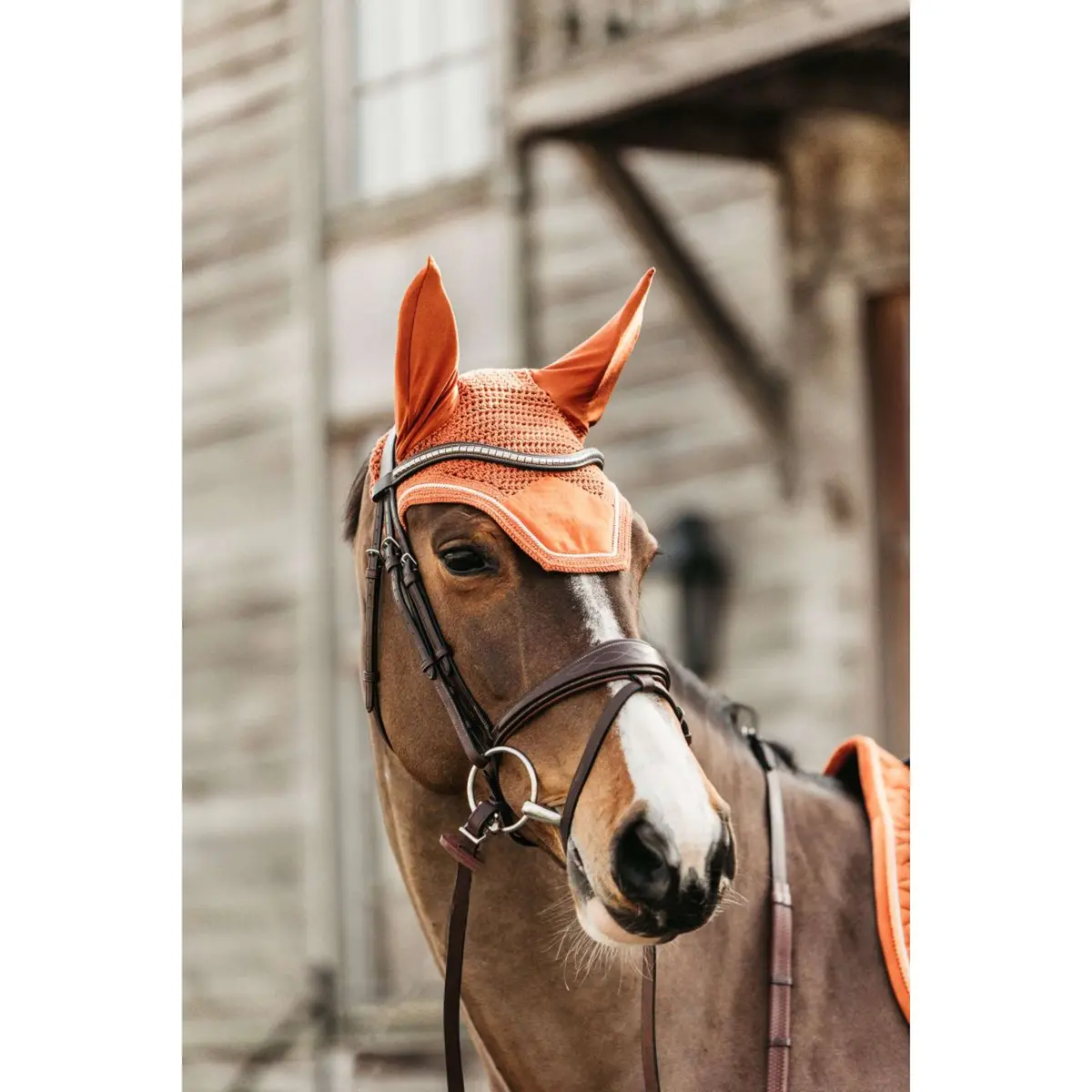 Kentucky Oornetje Wellington Velvet Oranje 1