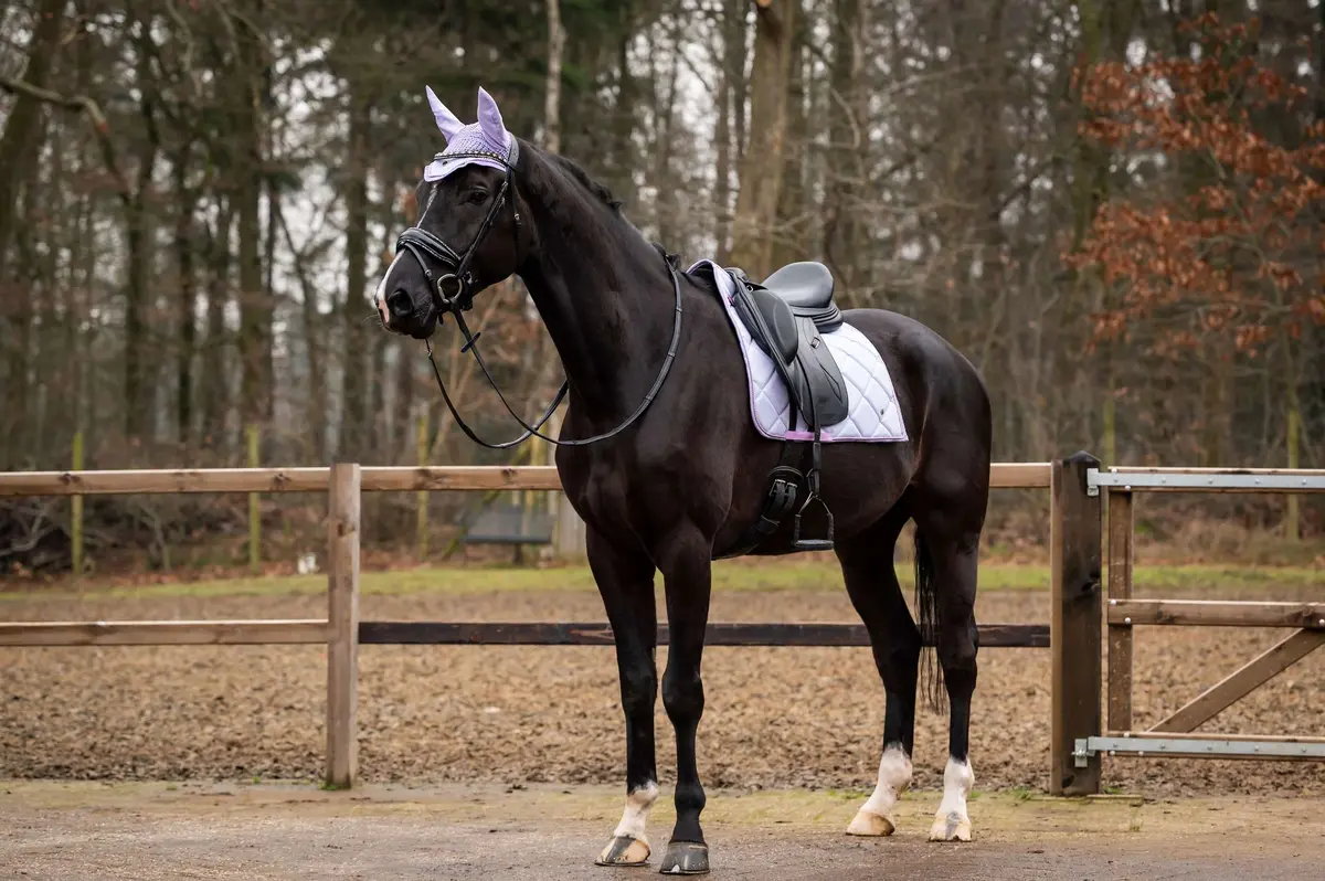 Hb Showtime Zadeldekje Spring Dressuur Lichtpaars 1
