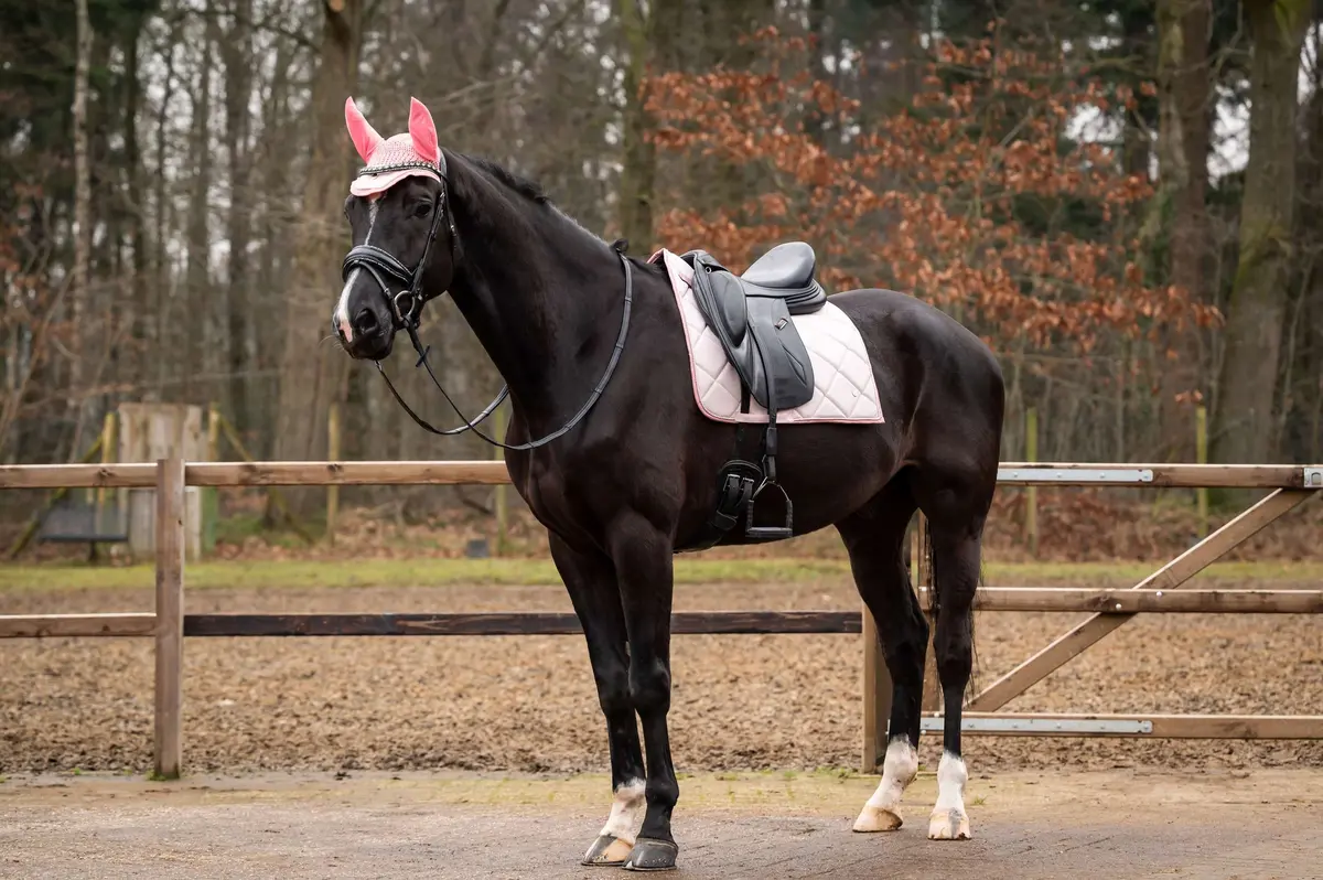 Hb Showtime Zadeldekje Spring Dressuur Roze 1