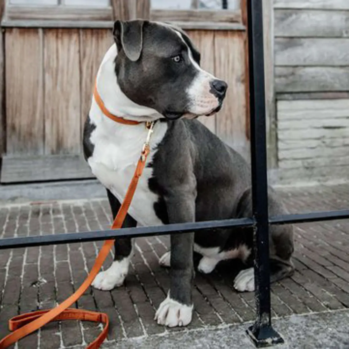 Kentucky Halsband Velvet Oranje 1