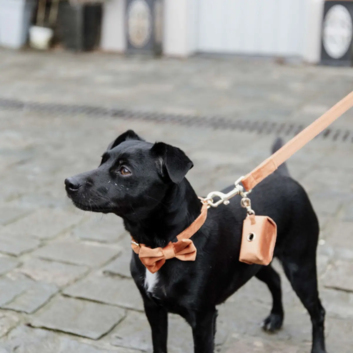 Kentucky Hondenriem Velvet Oranje 1