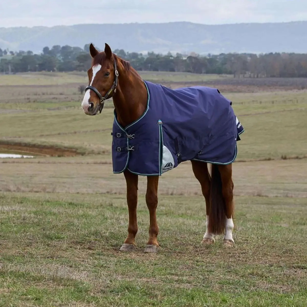 Weatherbeeta Comfitec Plus Dynamic Turnout 220G Navy/Forest Green 1