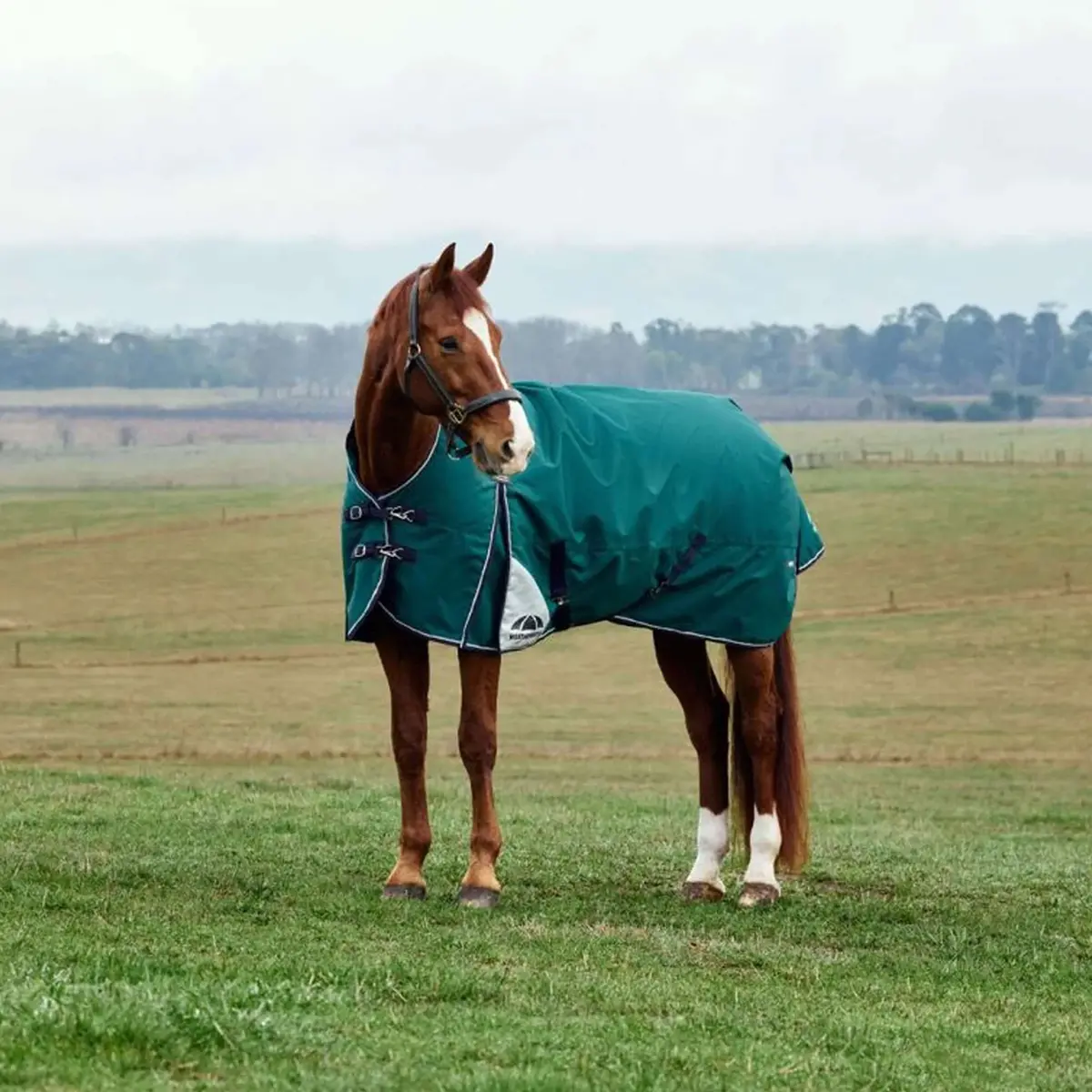Weatherbeeta Comfitec Plus Dynamic Turnout 100G Forest Green/Navy 1