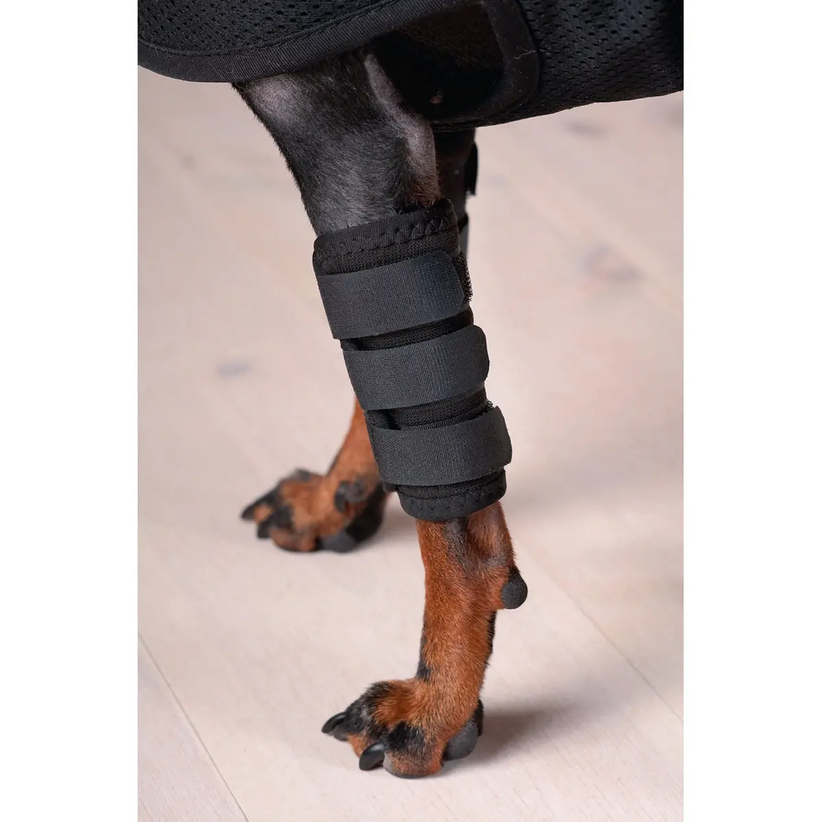 Back On Track Peesbeschermer Hond Met Klitteband Zwart 1