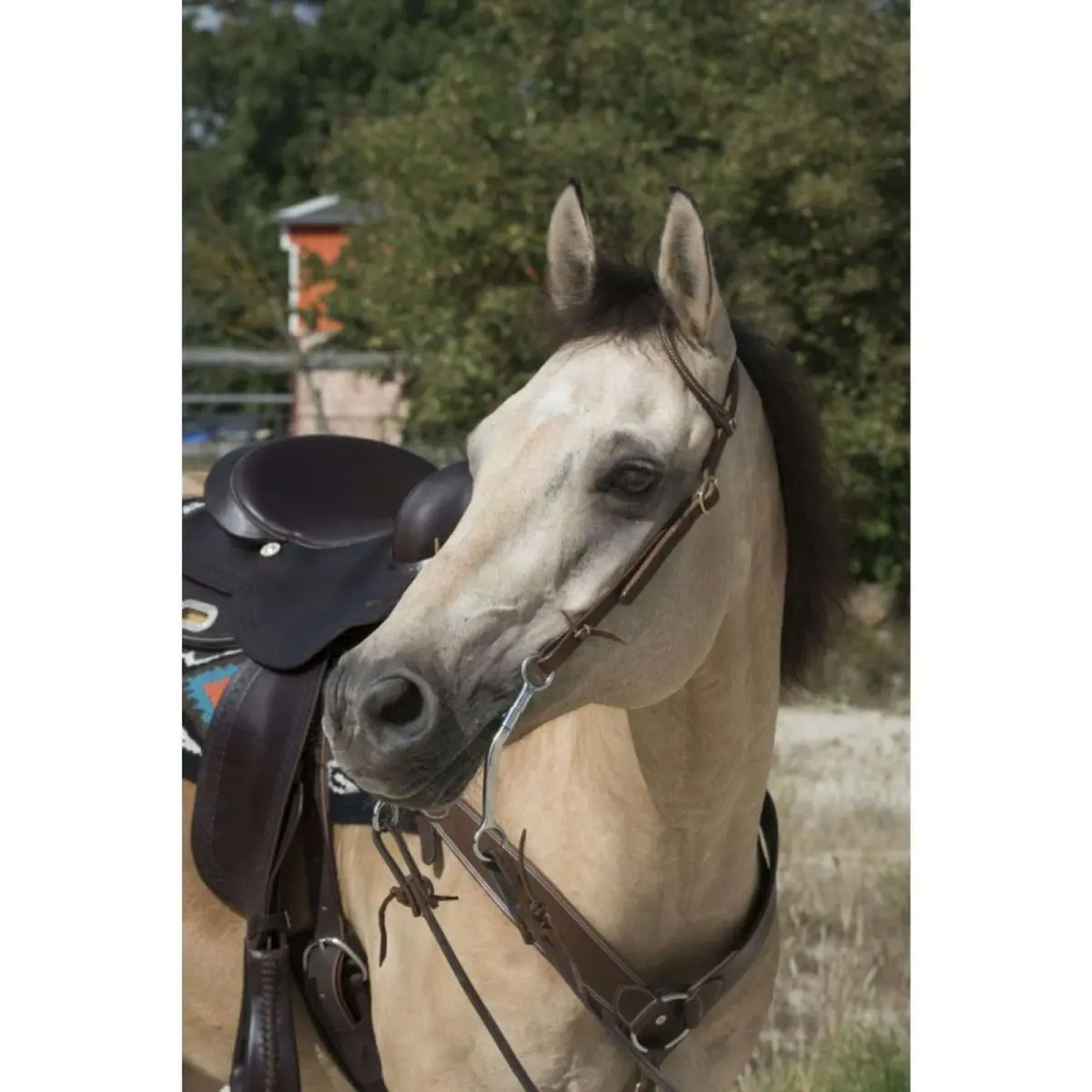Westride Hoofdstel Oreille Choco 1