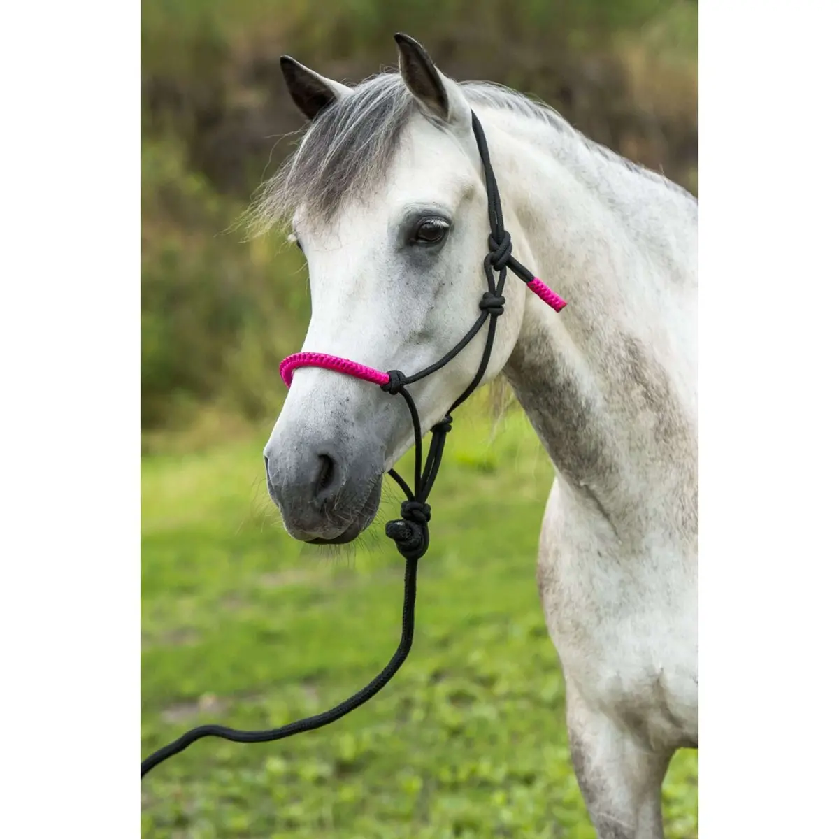 Norton Halster + Halstertouw Fun Colour Ethologisch Zwart/Fuchsia 1
