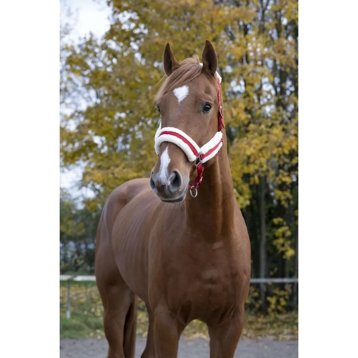 Norton Halster Confort Rood 1