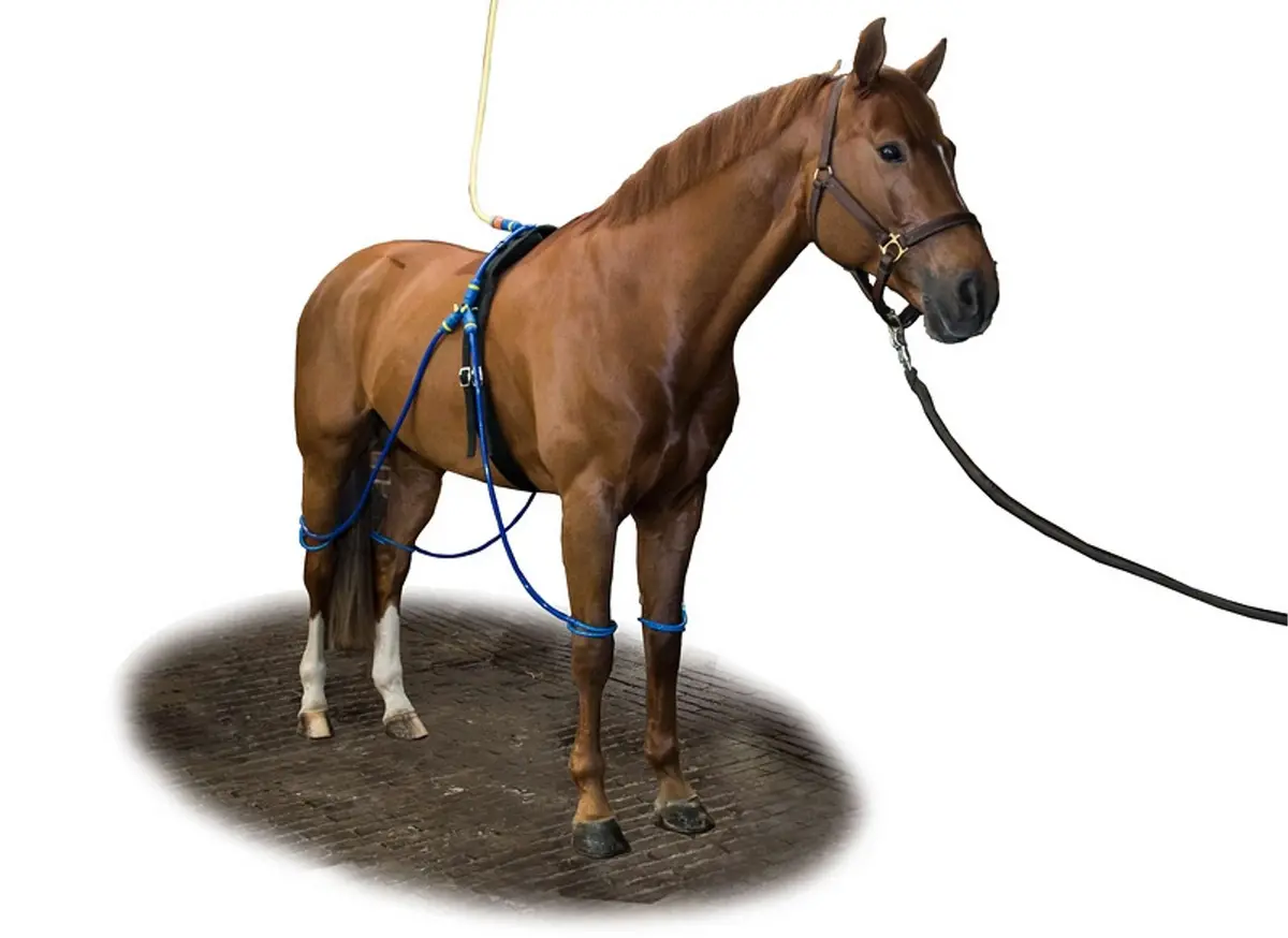 Equine Legcooler Compleet Type 1 Voor 4 Benen 1
