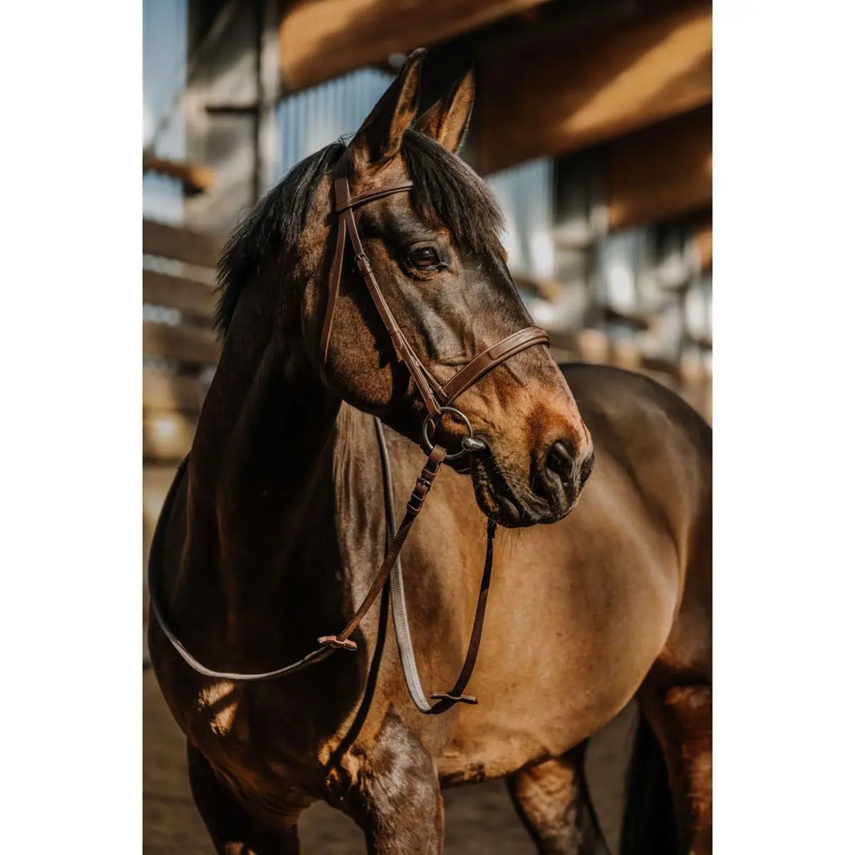 Norton Hoofdstel Hunter Comfy Havanna 1