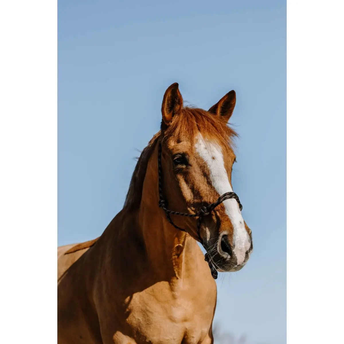 Westride Halster Western Zwart 1