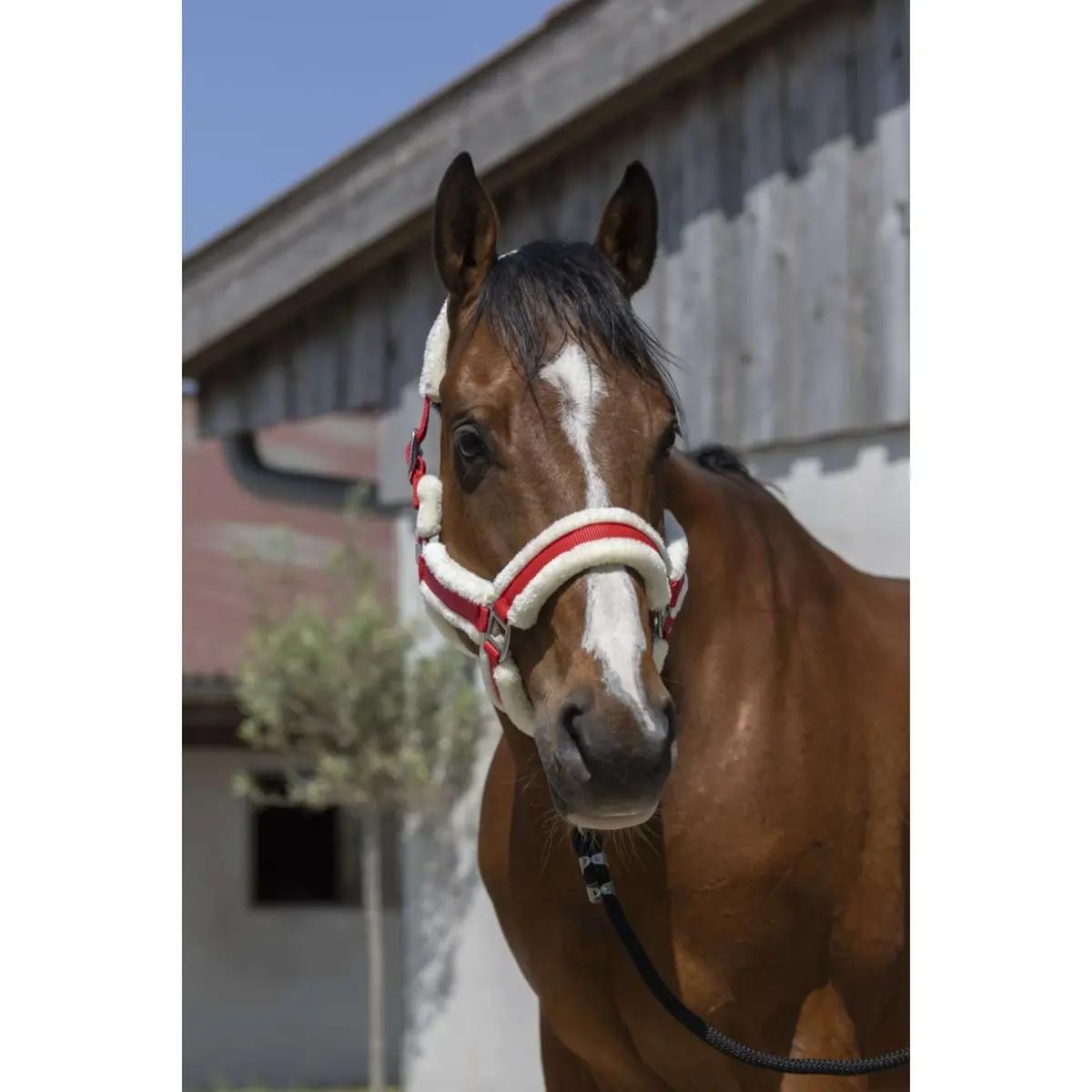 Norton Halster Cosy Rood 1