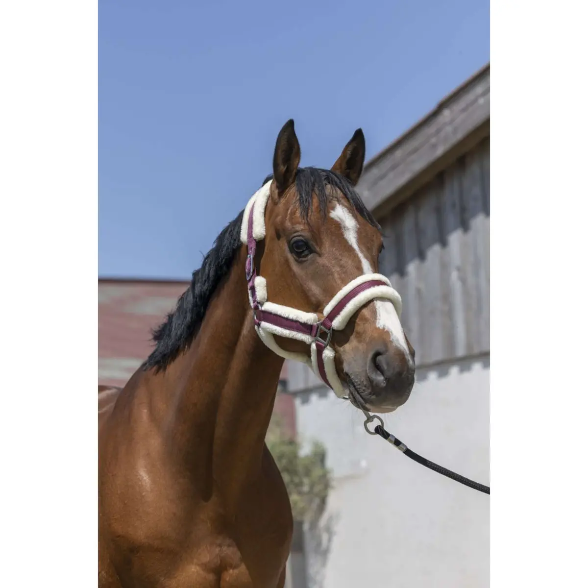 Norton Halster Cosy Burgundy 1