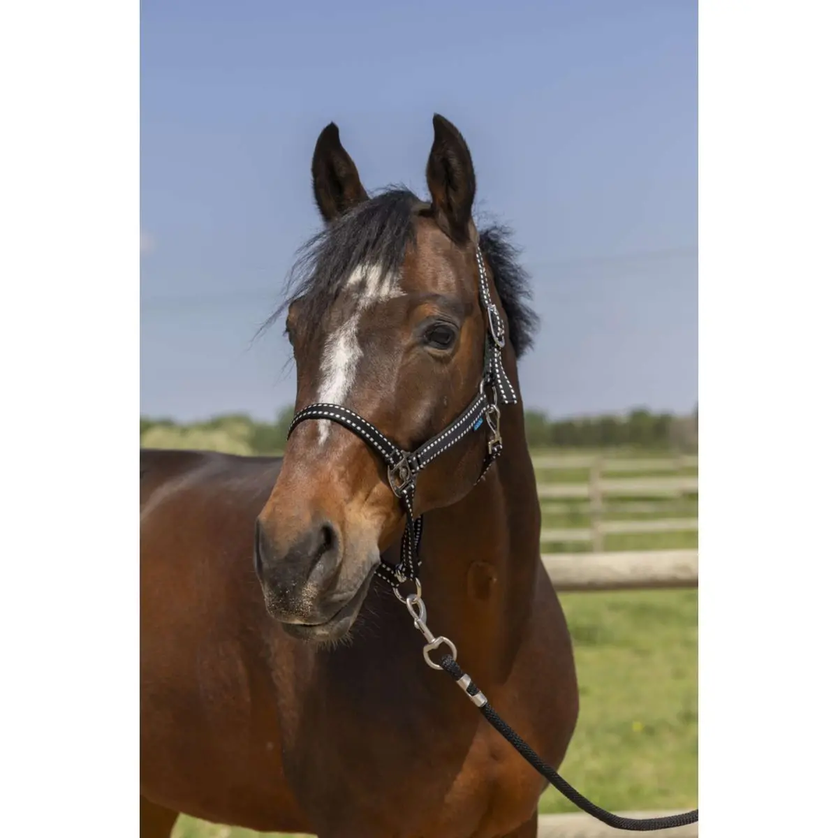 Norton Halster Grooming Zwart 1