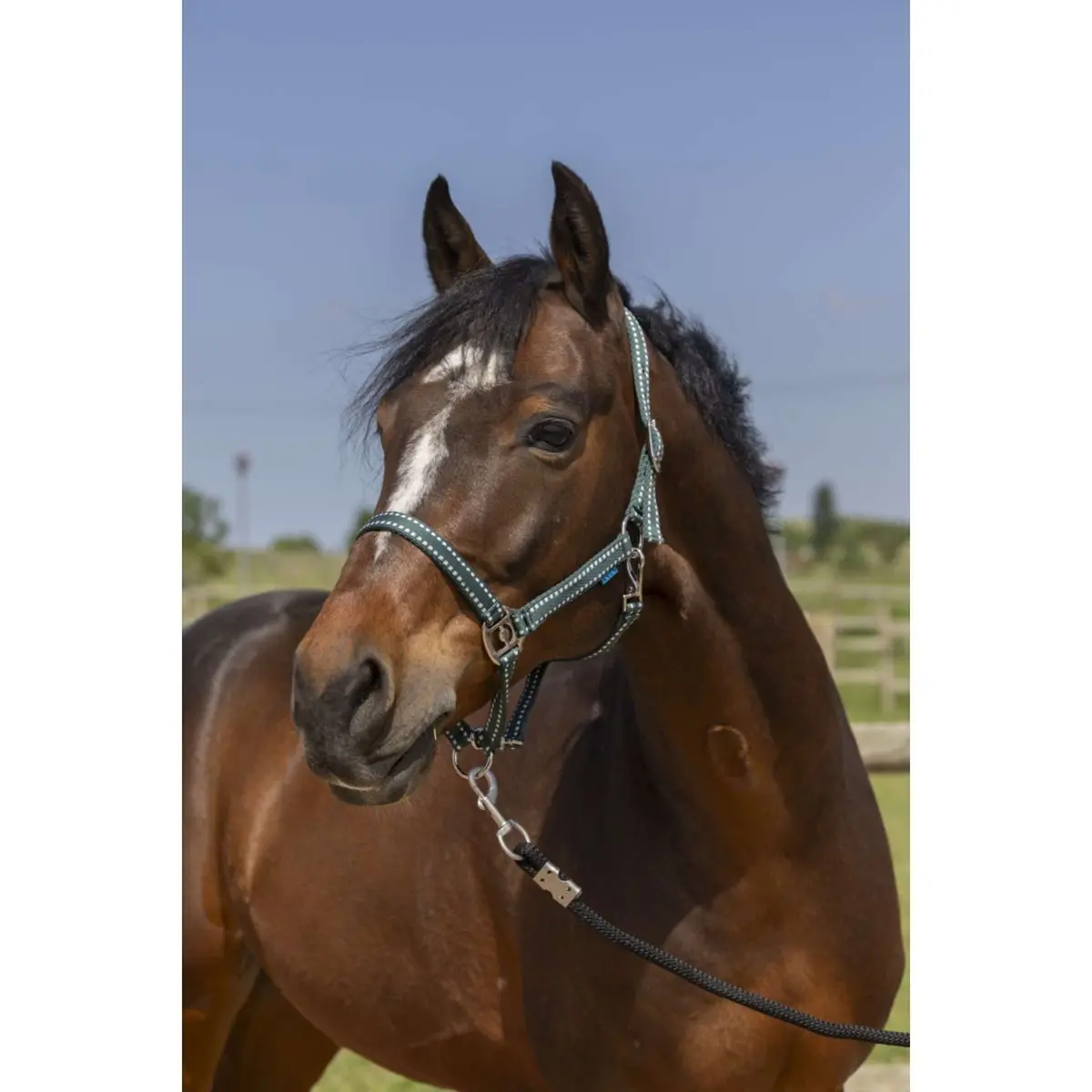 Norton Halster Grooming Donkergroen 1