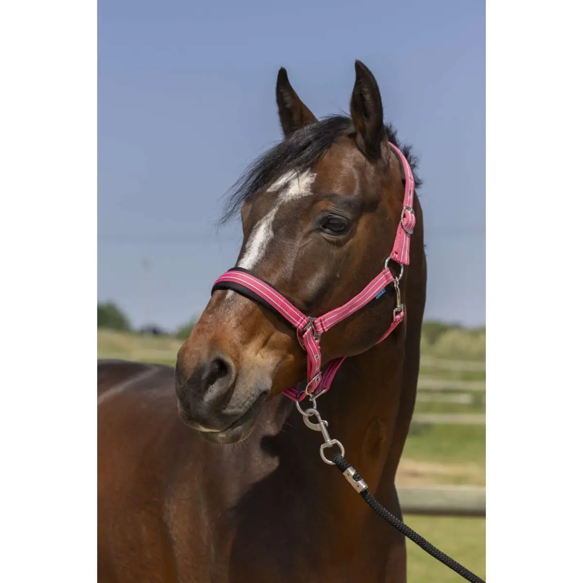 Norton Halster 4Lines Oud Roze 1
