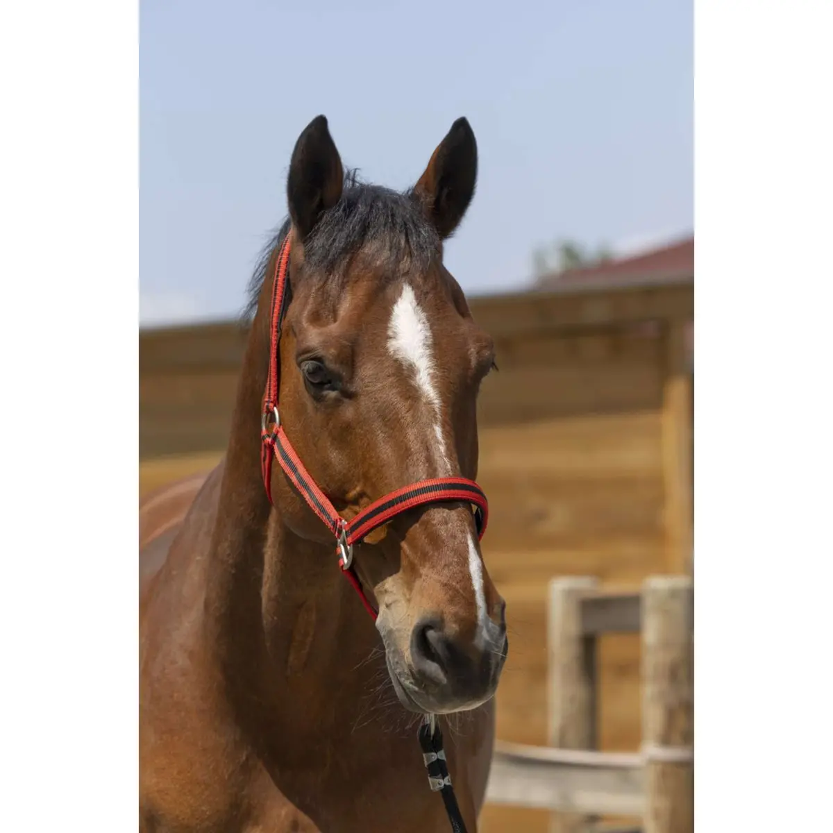 Norton Halster Satine Rood/Zwart 1