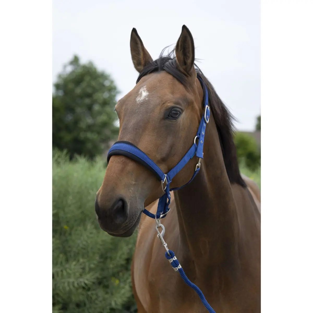 Norton Halsterset Large Blauw 1