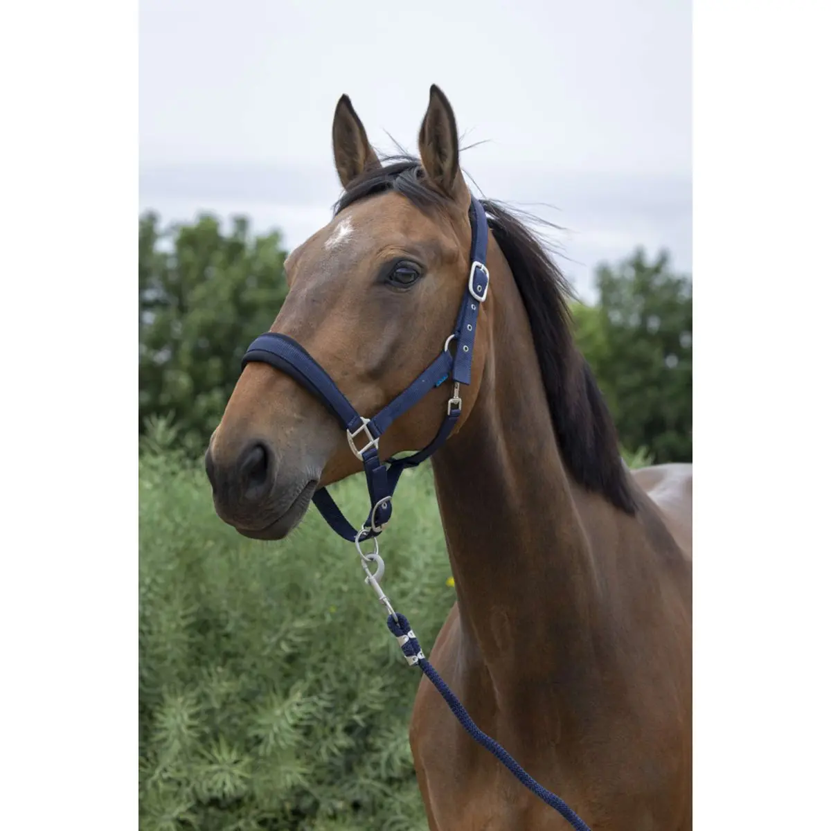 Norton Halsterset Large Navy 1