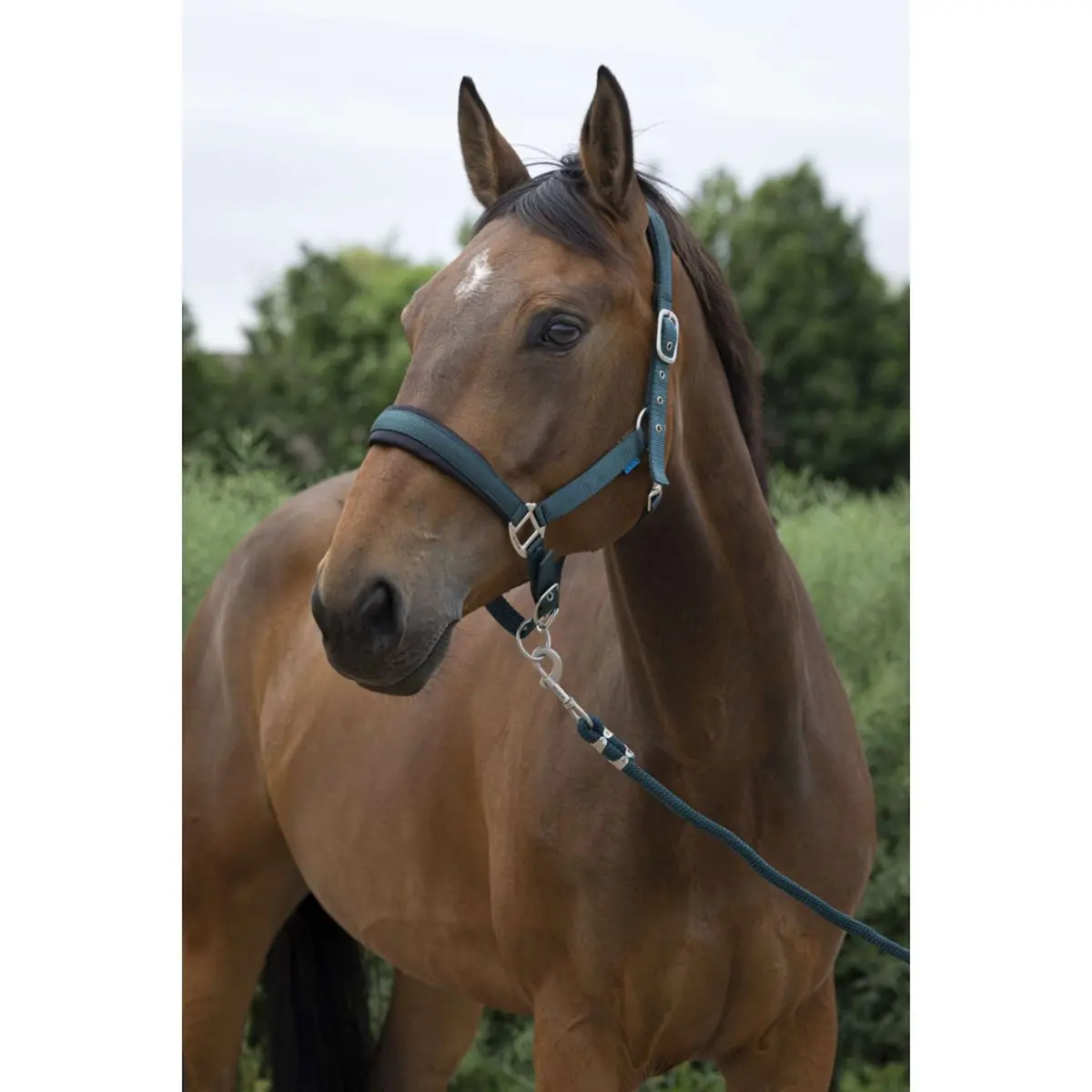Norton Halsterset Large Donkergroen 1