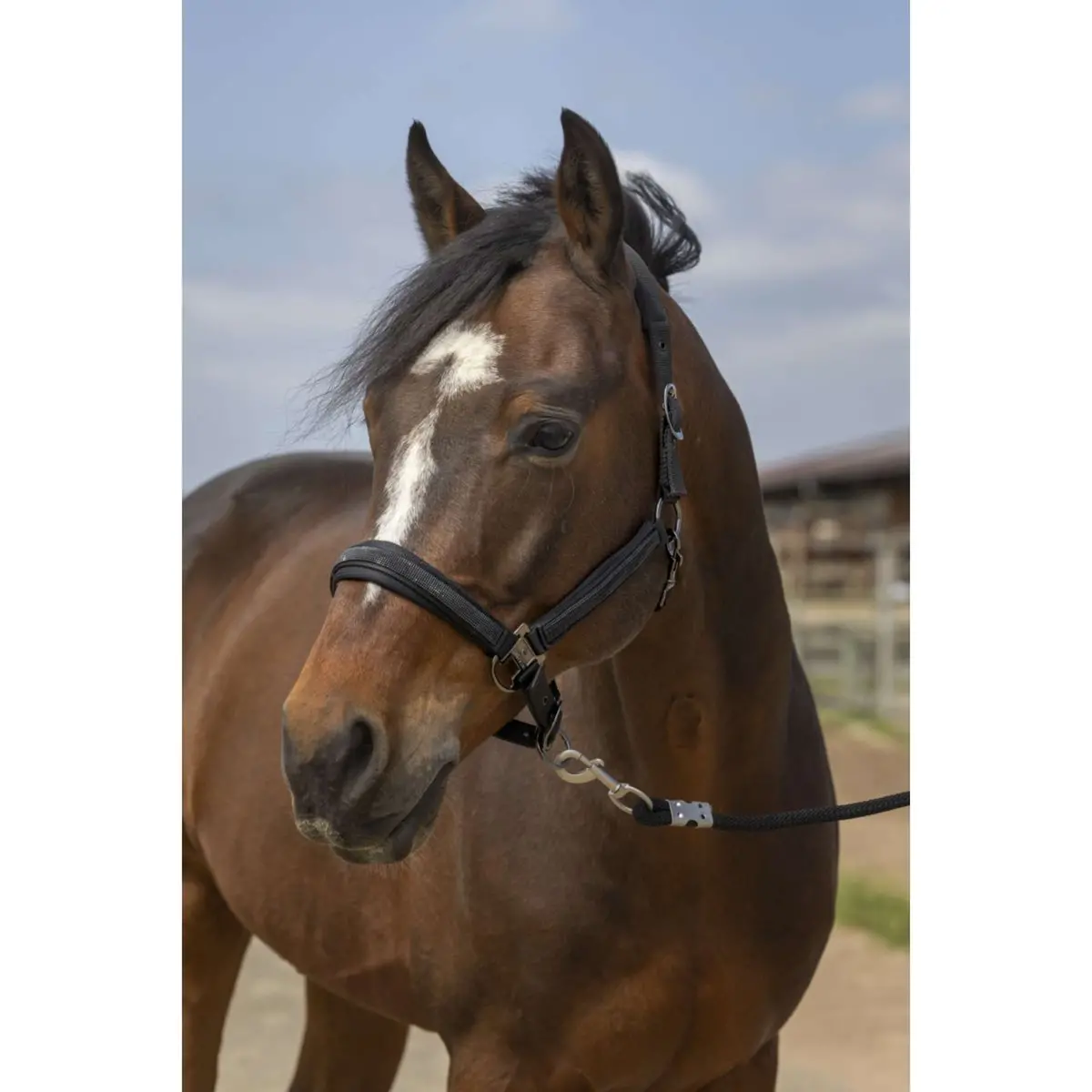 Equithème Halster Strass Nylon Zwart 1