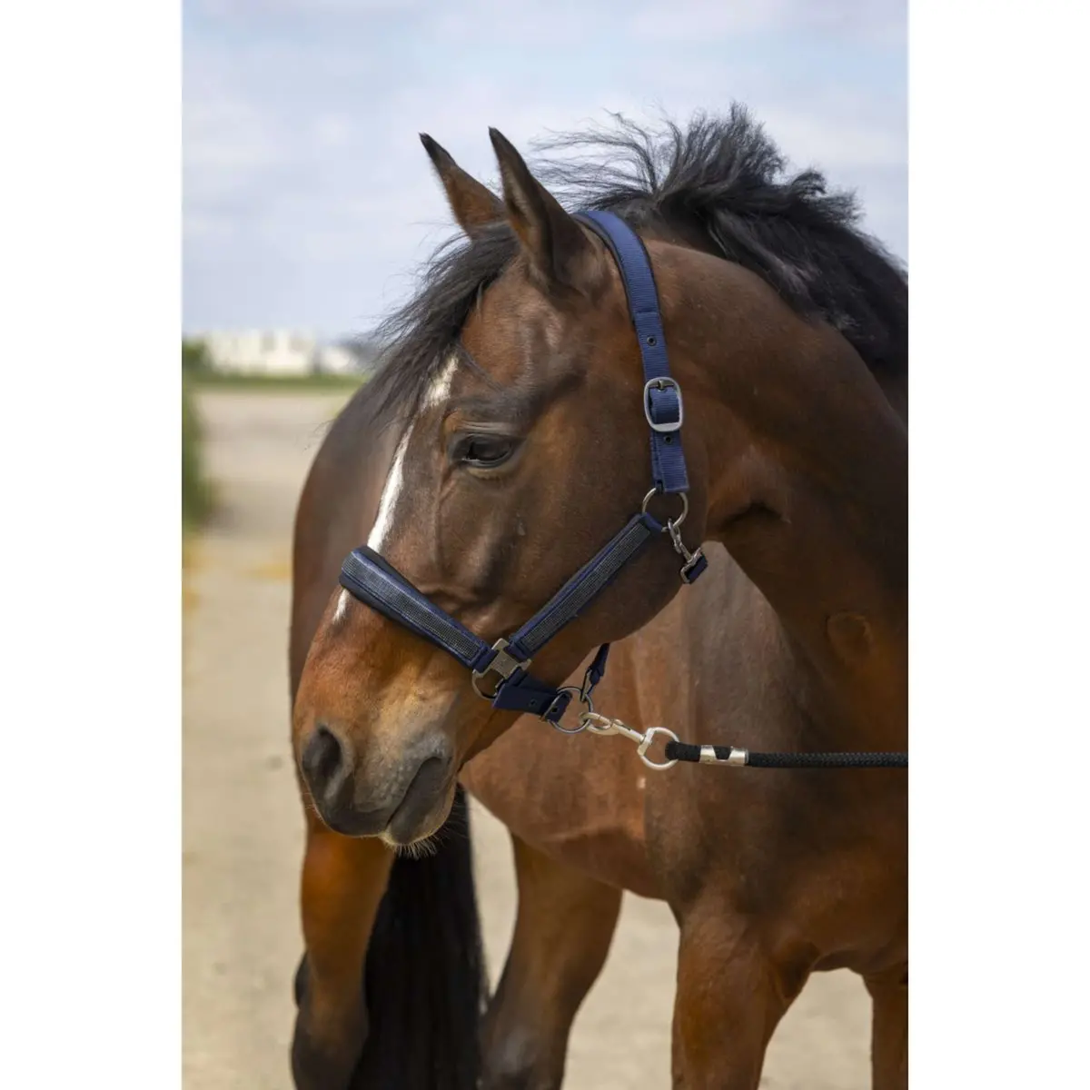Equithème Halster Strass Nylon Navy 1