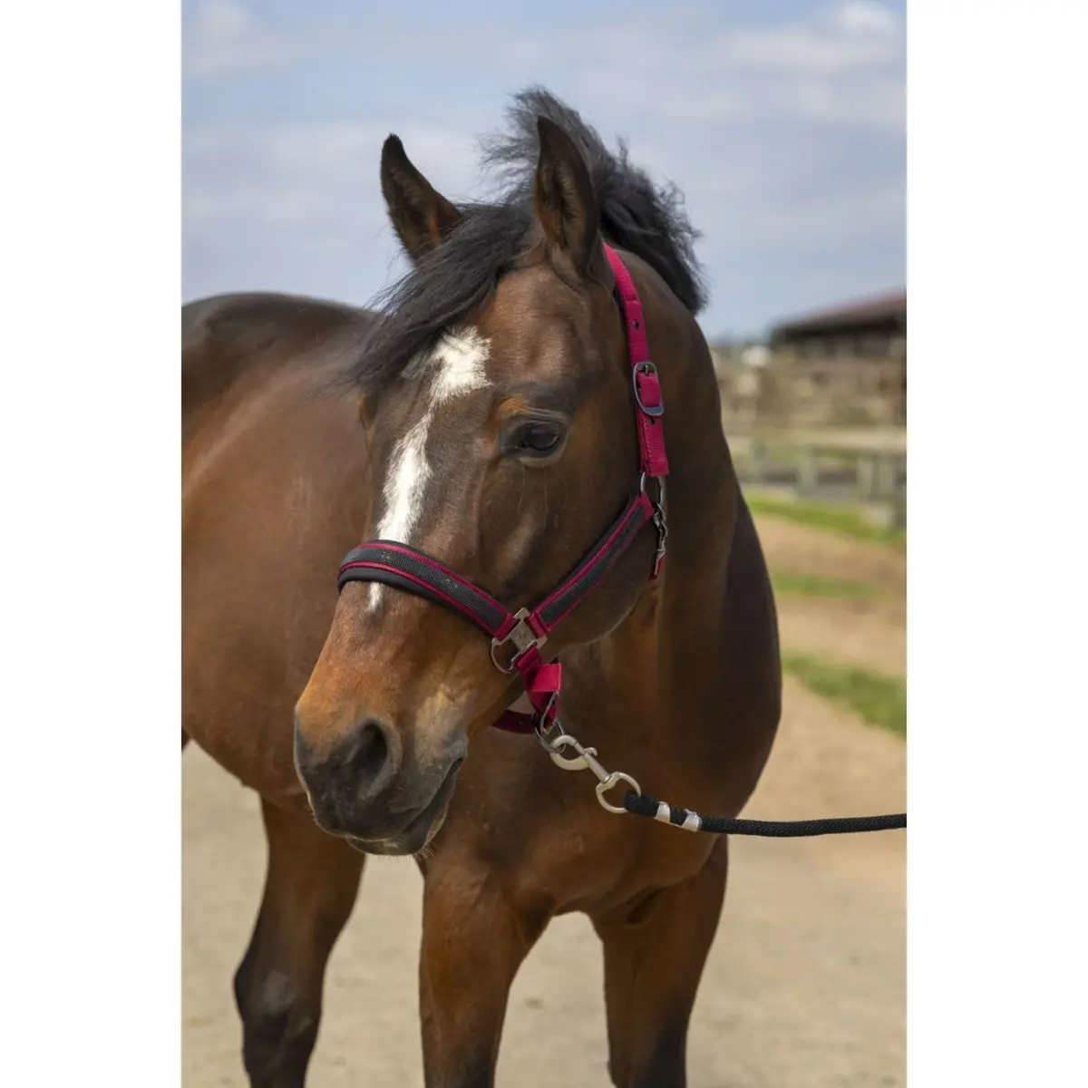 Equithème Halster Strass Nylon Burgundy 1