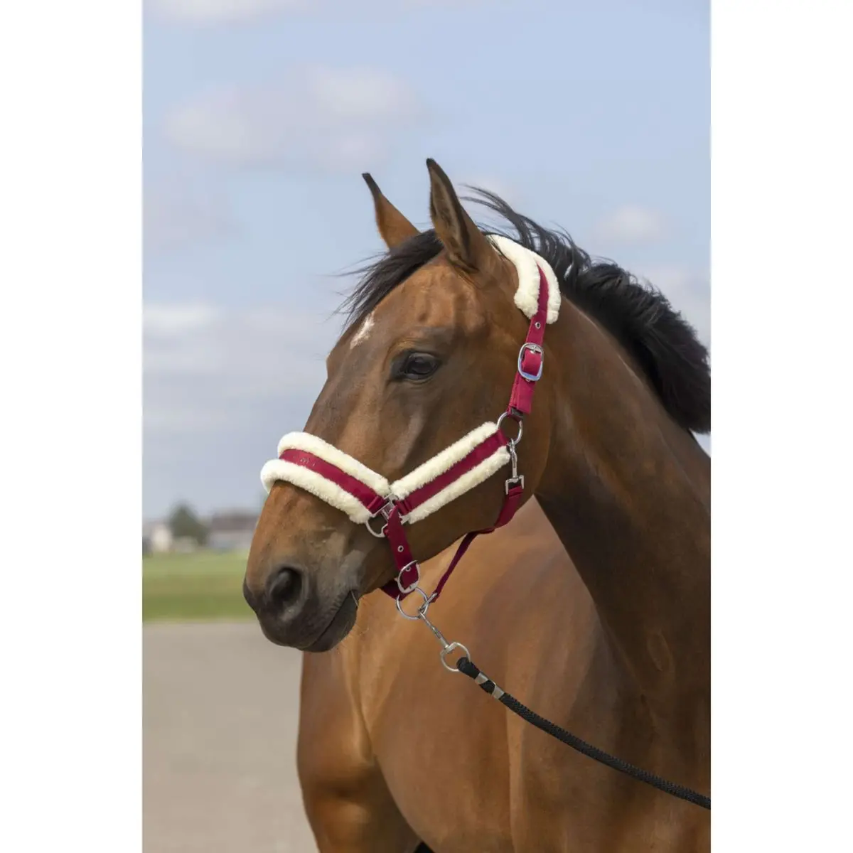 Equithème Halster Mouton Nylon Burgundy/Wit 1
