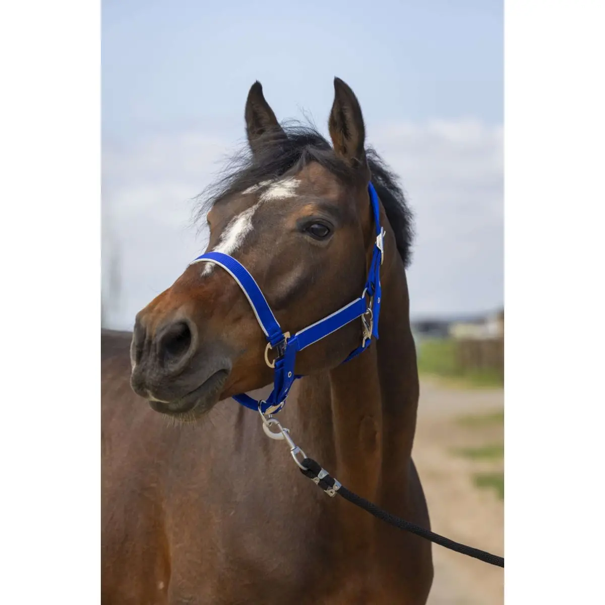 Equithème Halster Light Nylon Koningsblauw 1