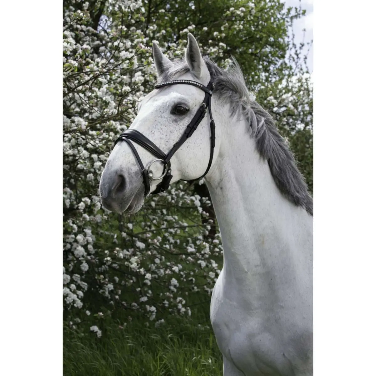 Norton Hoofdstel Strass Zwart 1