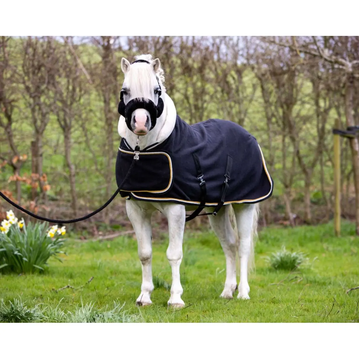 Hb Harry & Hector Showdeken Dutch Crown Little Sizes Zwart 1