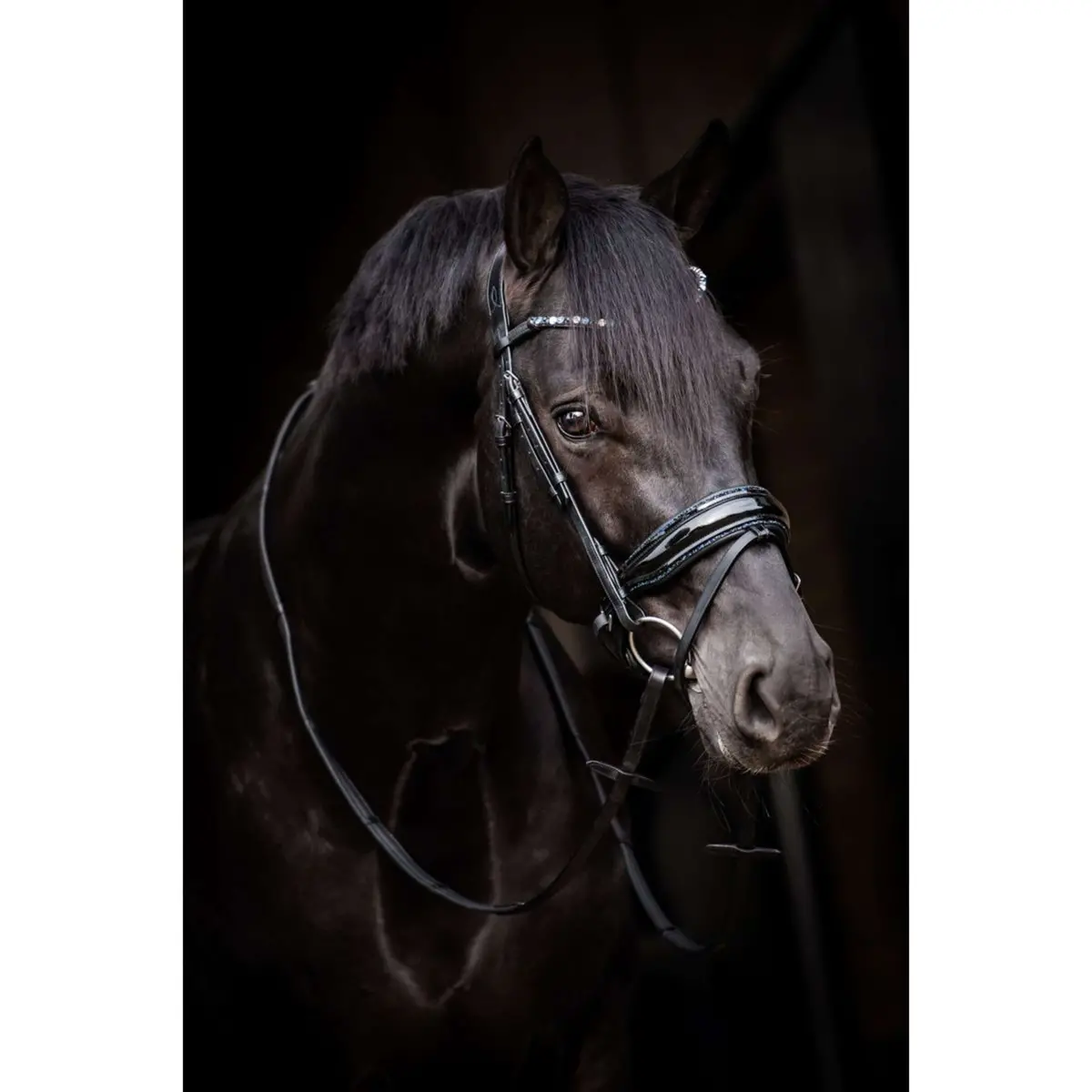 Hb Hoofdstel Showtime Evalira Blauw/Zwart 1