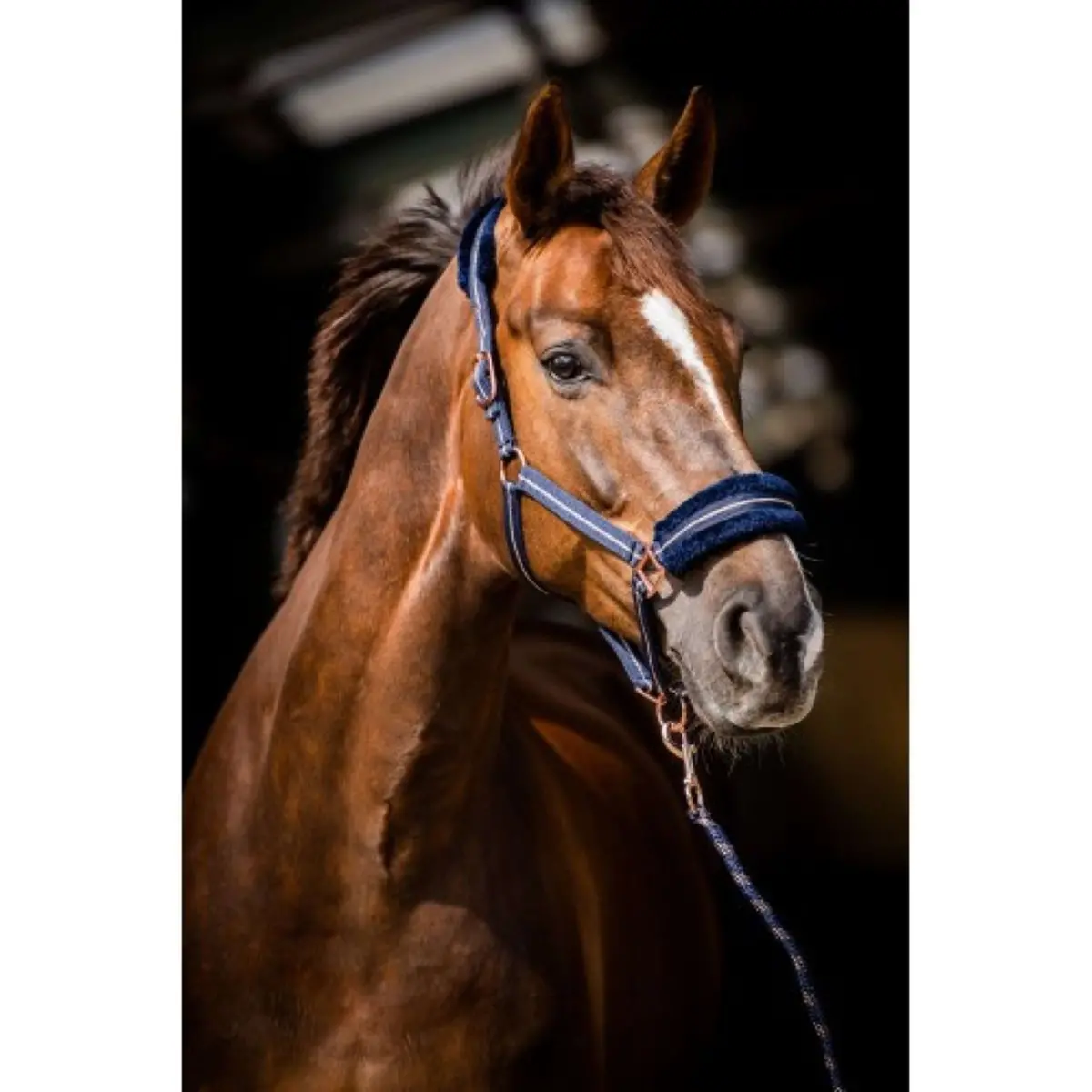 Hb Halster Europe Rose Navy 1