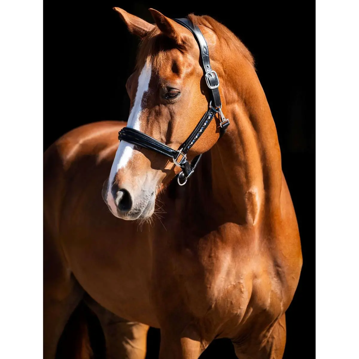 Hb Showtime Halster Rivet Swarovski Leer Zwart/Navy 1