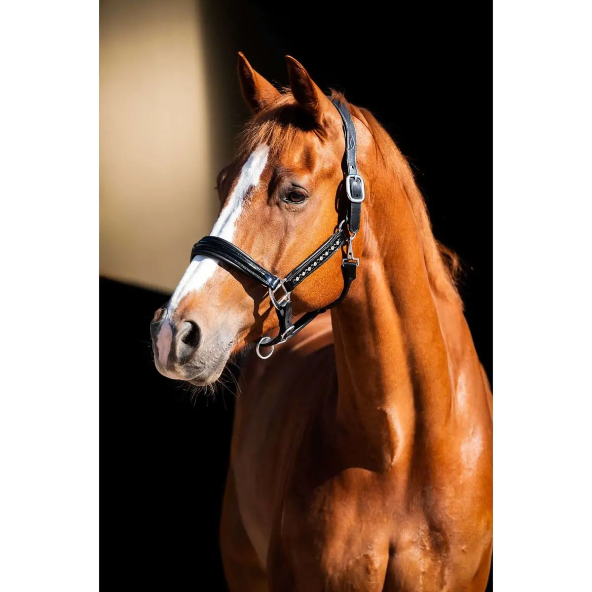 Hb Showtime Halster Rivet Swarovski Leer Zwart 1