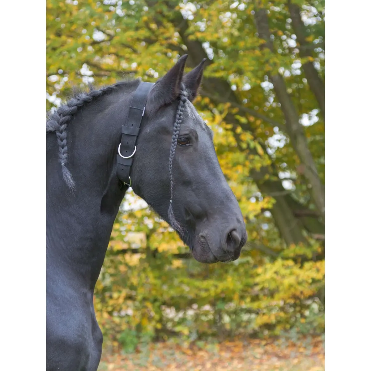 Kerbl Halsriemen Voor Paarden 1