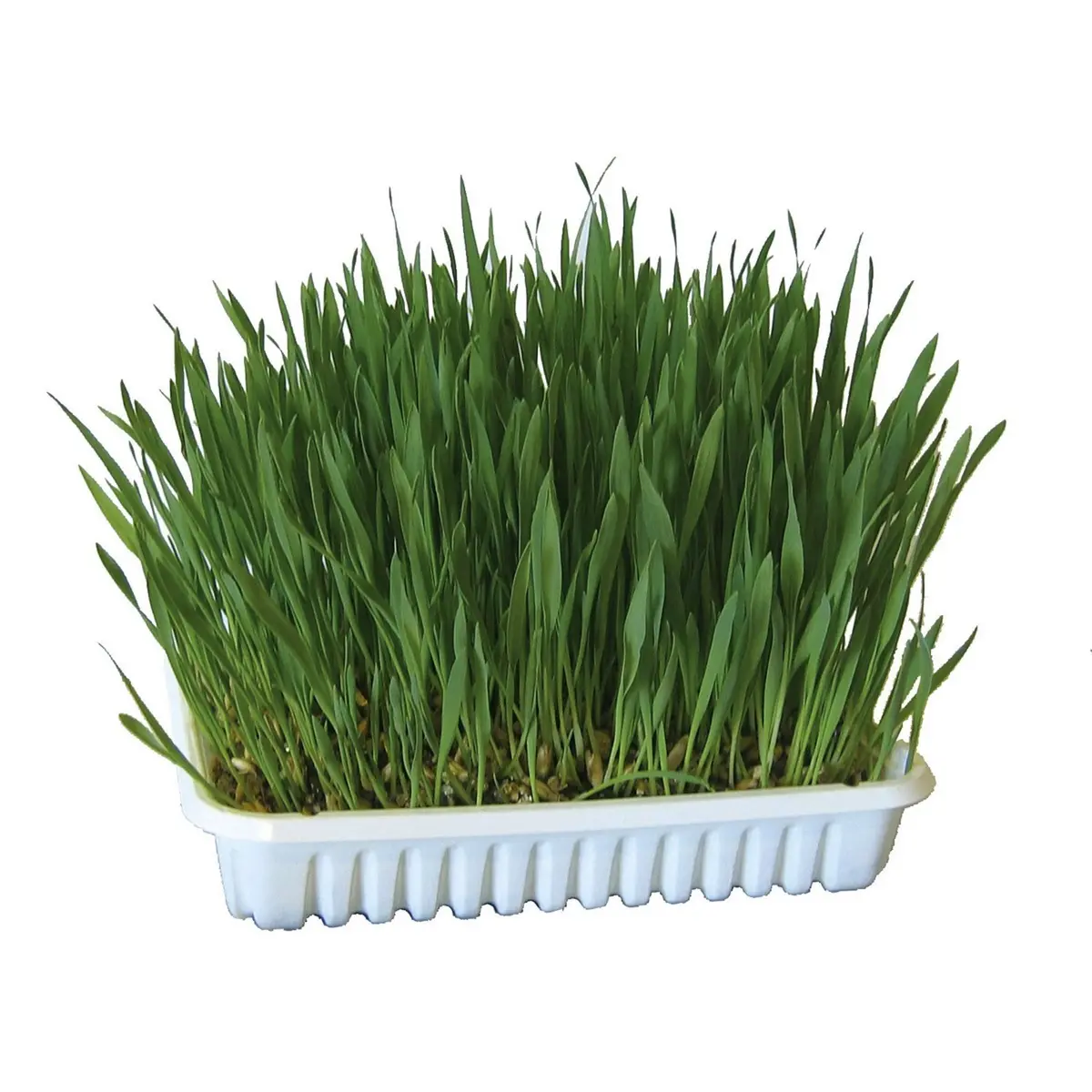 Kerbl Kattengras Groen 2