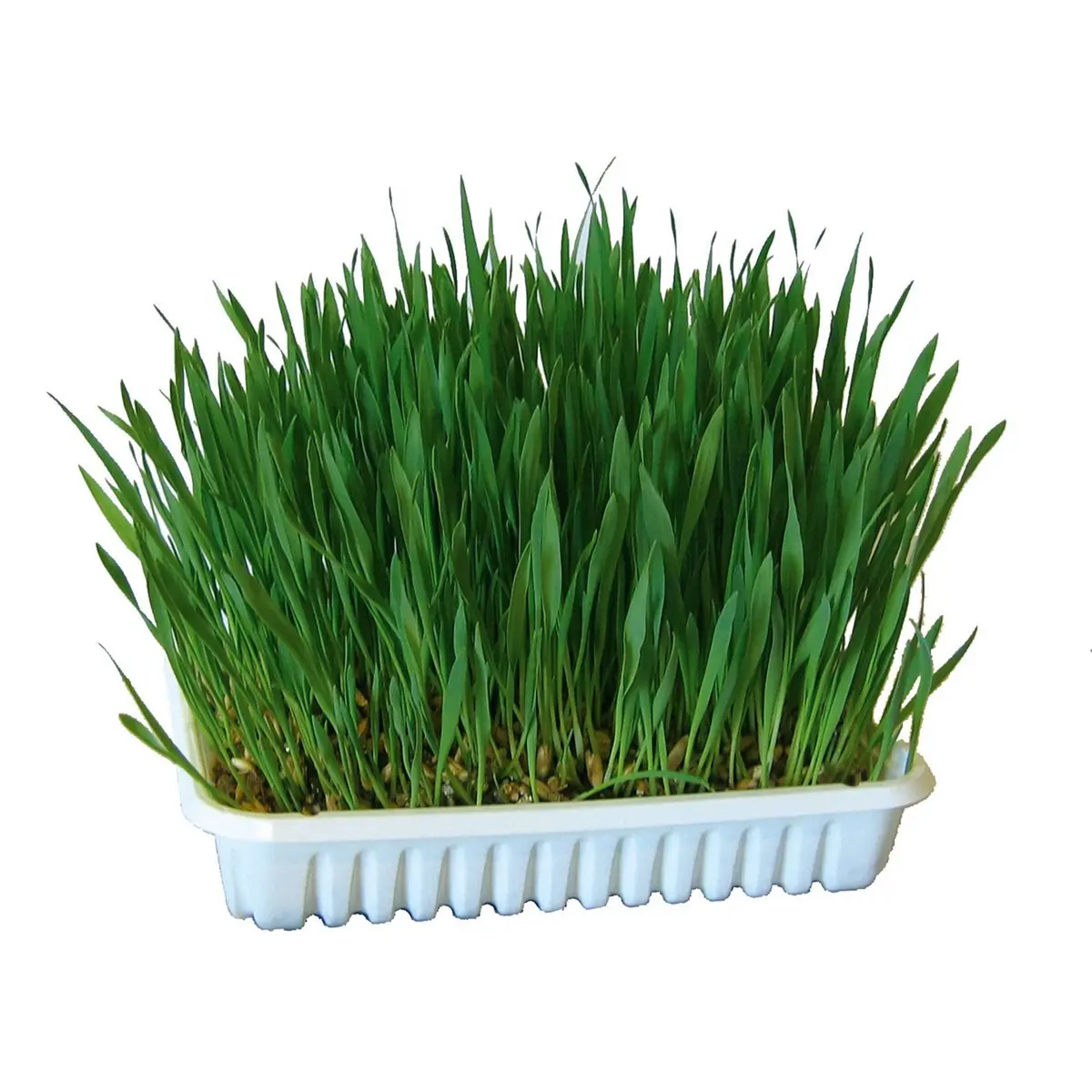 Kerbl Knaagdiergras 1