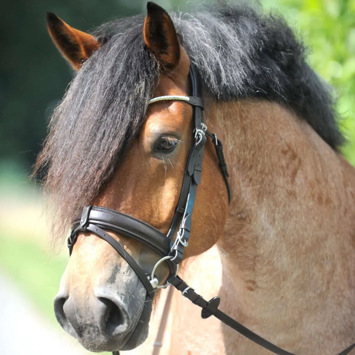 Kavalkade Trenshoofdstel Clinchesse Bruin/Zilver 1
