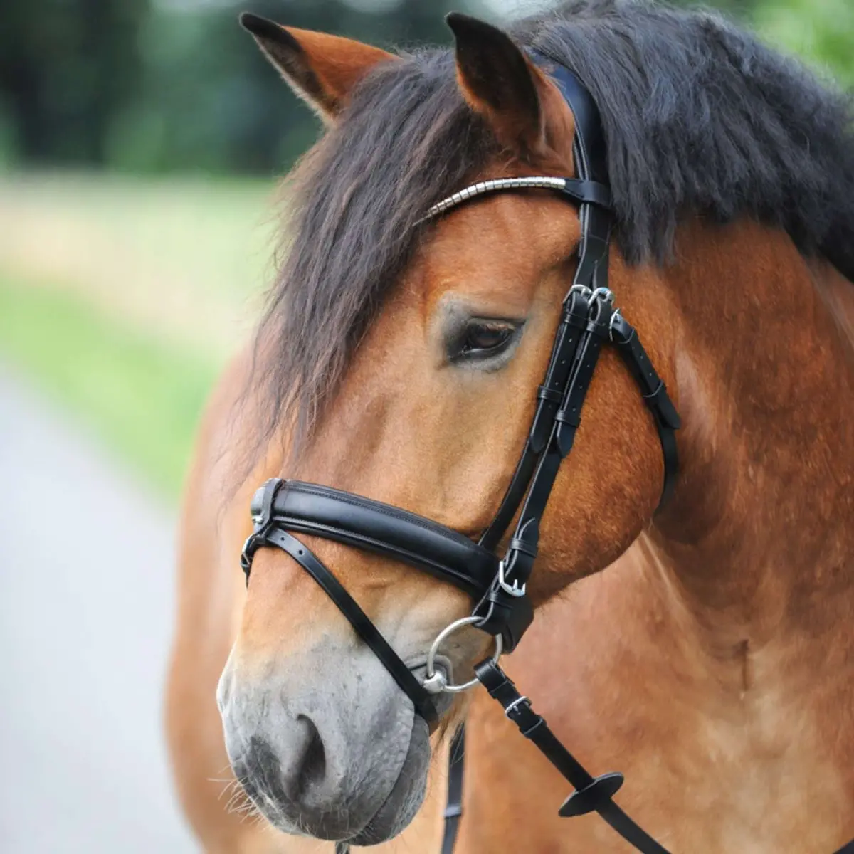 Kavalkade Trenshoofdstel Clinchesse Zwart/Zilver 1
