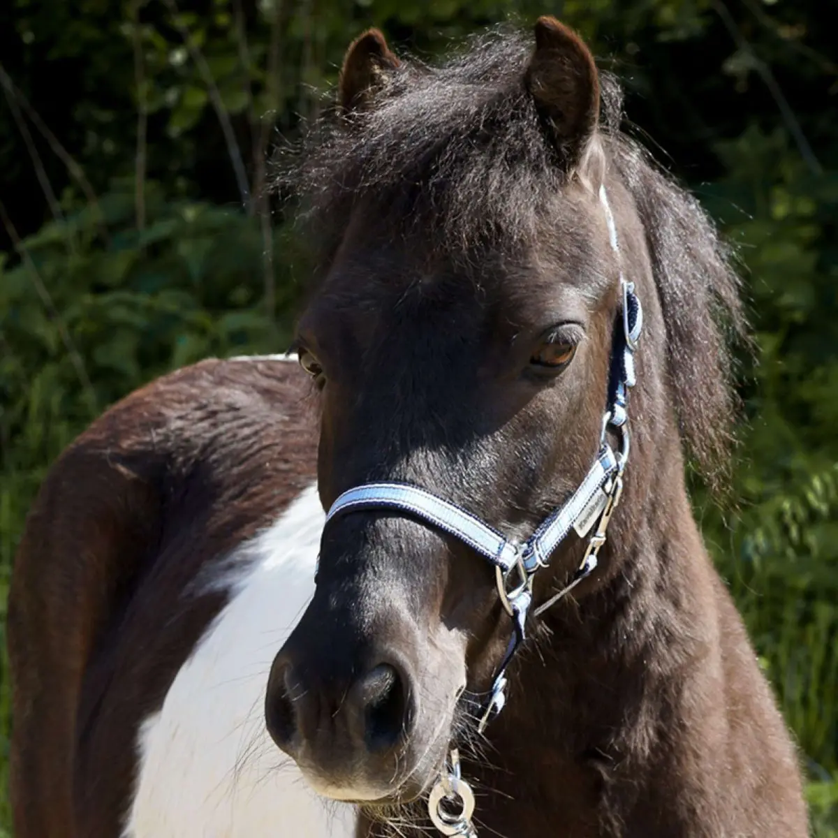 Kavalkade Halster Shorty Blauw 1