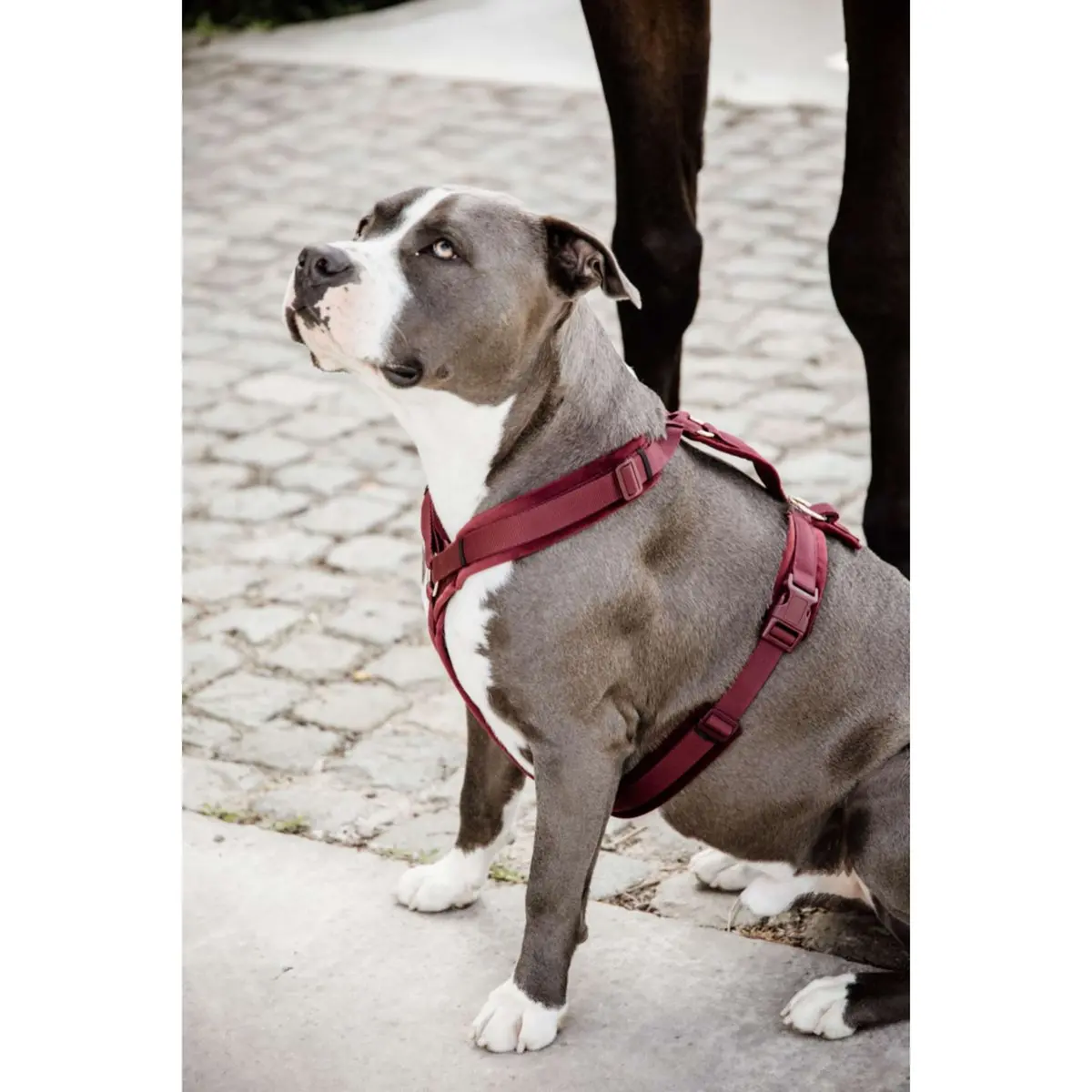 Kentucky Harnas Active Velvet Bordeaux 1