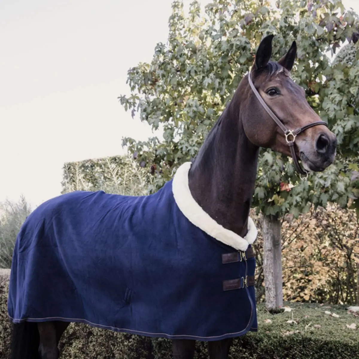 Kentucky Zweetdeken Show Fleece Heavy Navy 1