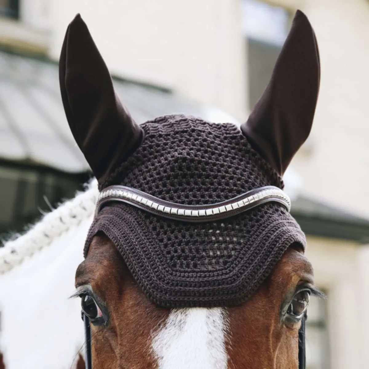 Kentucky Oornetje Wellington Brown 1