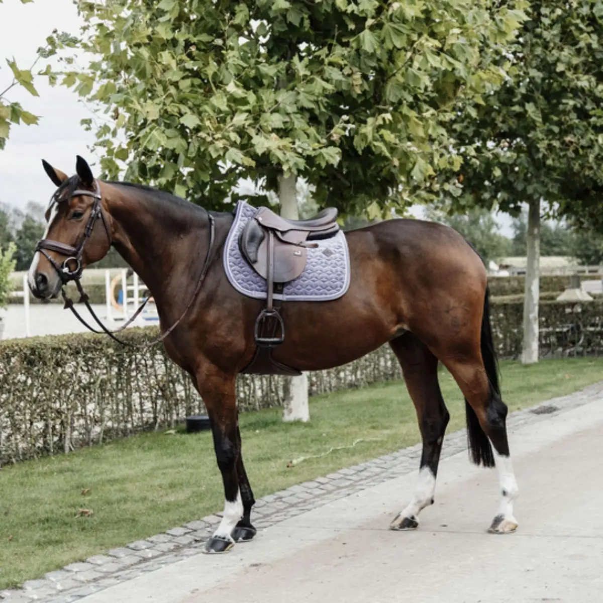 Kentucky Zadeldekje Velvet Springen Purper 1