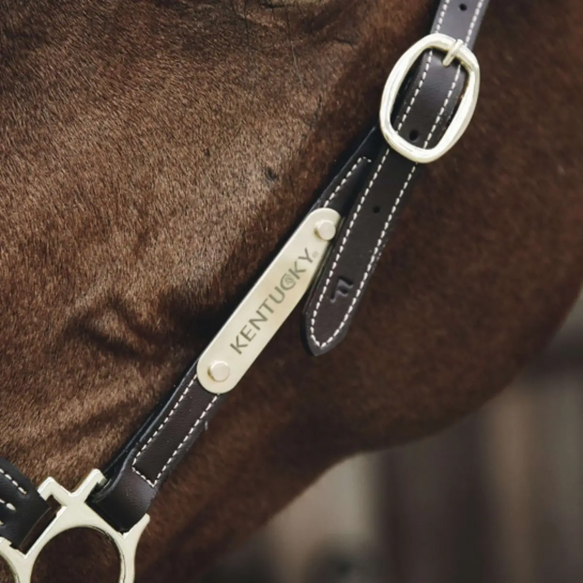 Kentucky Naamplaatje Voor Halster Gold 1