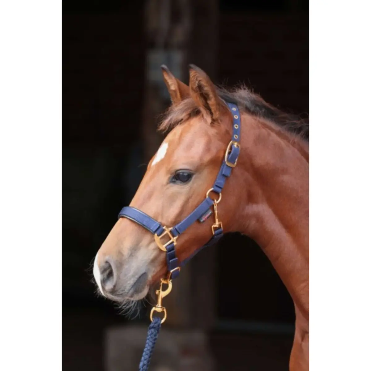 Covalliero Veulen Halster Topline Navy 1