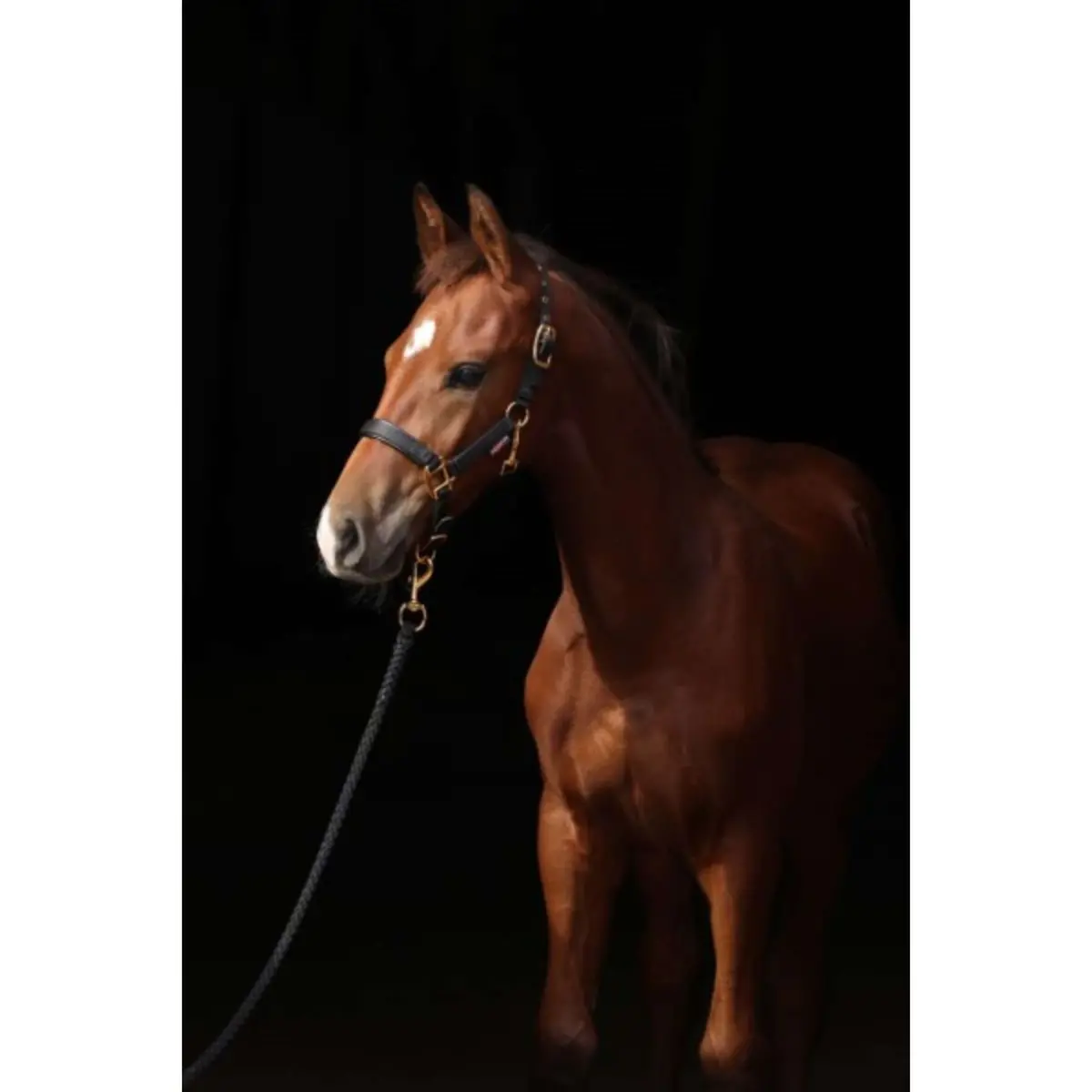 Covalliero Veulen Halster Topline Zwart 1
