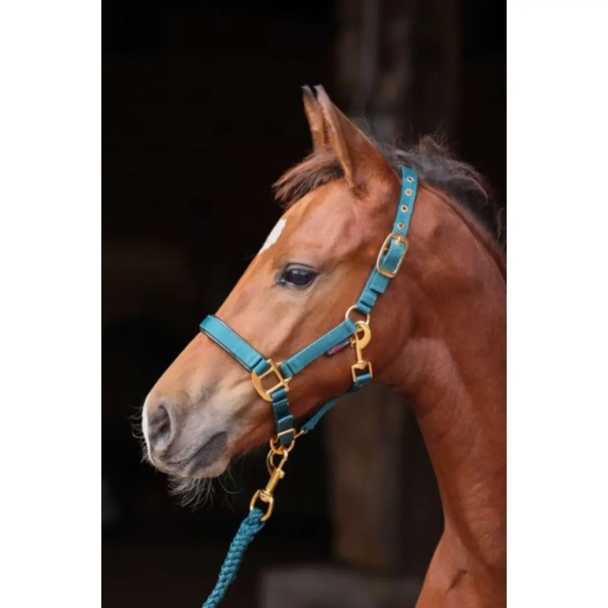 Covalliero Veulen Halster Topline Forest 1